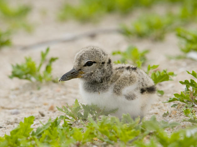 Speak up for birds, sea turtles, and pedestrians at Cape Hatteras National Seashore