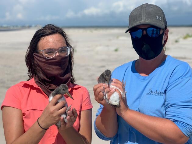 Oystercatchers Thrive on Lea-Hutaff This Summer