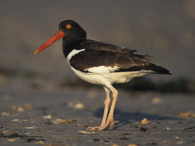 American Oystercatcher Research 2010-2016