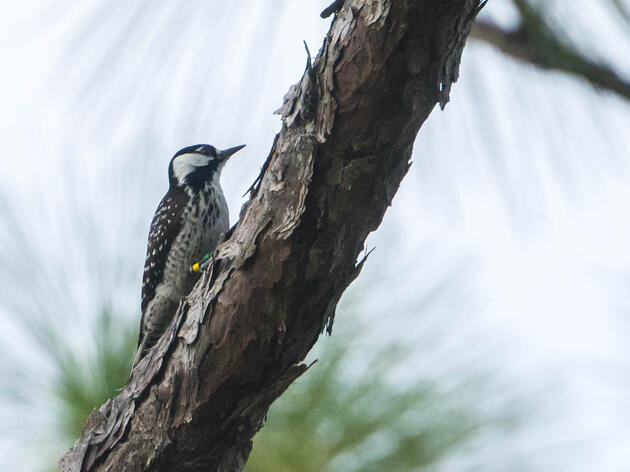 Audubon Joins Groups Opposing the Removal of Red-cockaded Woodpecker Protections
