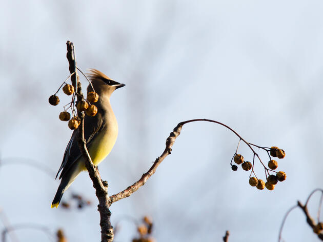 Your Guide to the Sights and Songs of North Carolina’s Overwintering Birds