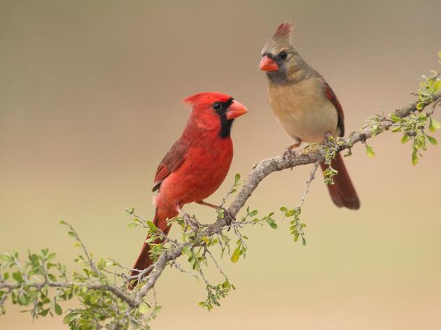 Protecting Birds and Family Landowners