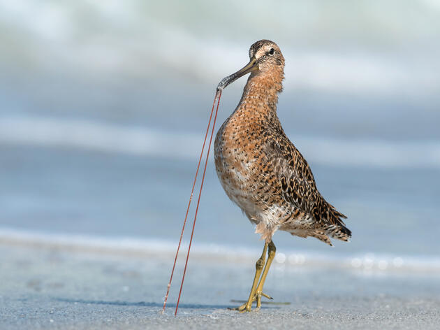 Winter Coastal Surveys Reveal New Shorebird Hotspot and Long-distance Visitors