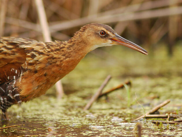 Introducing the Secretive Marsh Birds of Pine Island