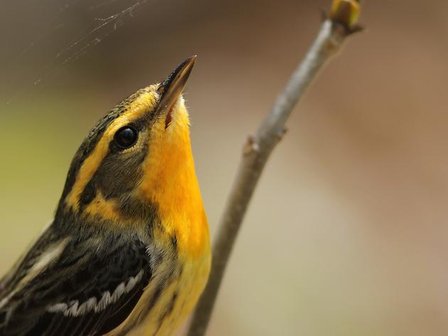 Speak Up for Birds on the Nantahala-Pisgah Forest Plan