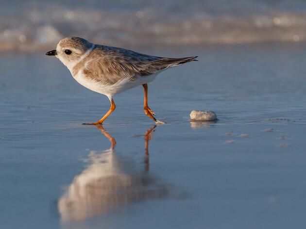 A Fall Guide to Coastal Migration