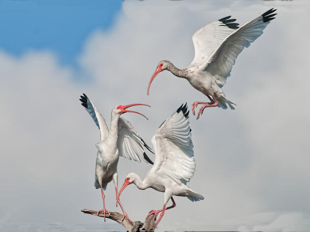 Missing White Ibis Return to Battery Island After Year-long Hiatus