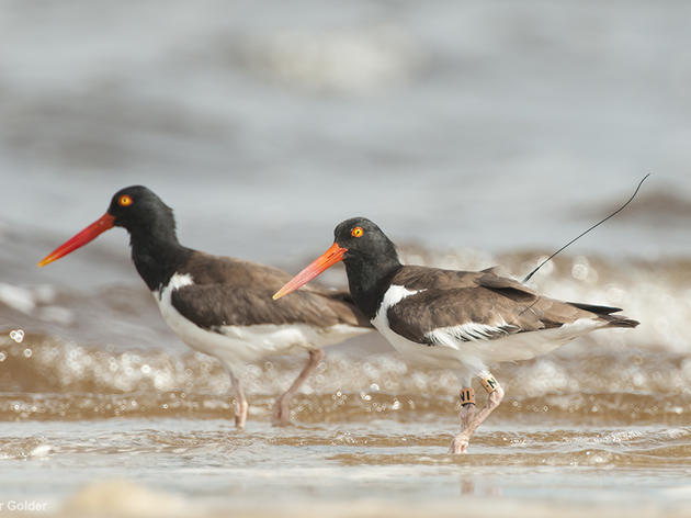 American Oystercatcher Tracking Project Pairs Advanced Technology, Social Media and Research to Further Wildlife Conservation Efforts