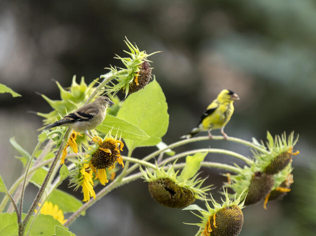 Legislative Recap: Native Plants Progress, Clean Energy Regression 