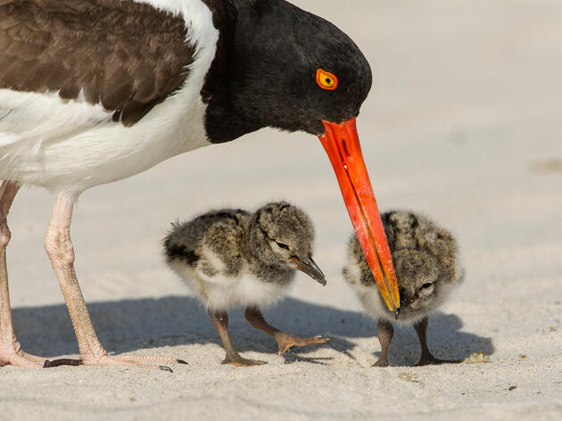 Headed to the Beach? Help Imperiled Coastal Birds by Sharing the Shore 