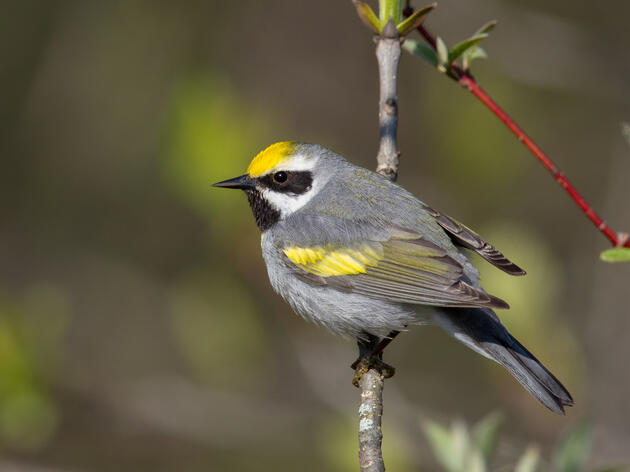 EcoForesters and Audubon North Carolina Offer New Golden-winged Warbler Program for Private Landowners 