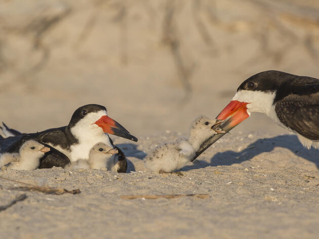 Waterbird Survey Shows Continued Declines for Beach-nesting Species 