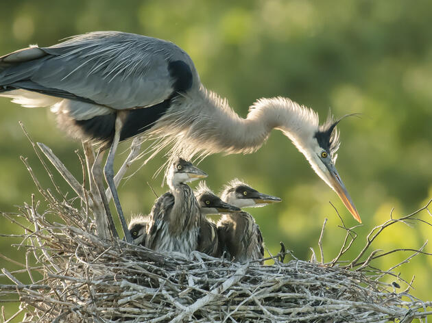 Calling all Birders: Help us Map Breeding Birds 