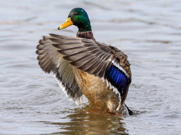 Audubon NC's 2025 Policy Agenda