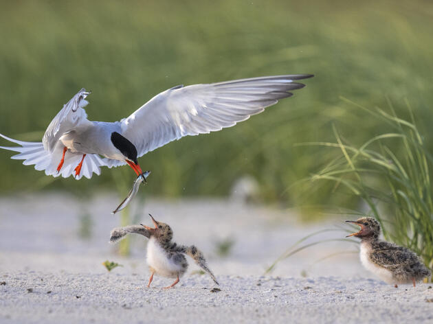 The South End of Wrightsville Beach – A Vital Bird Habitat