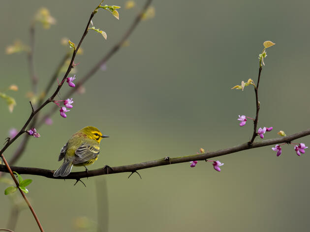 Three Things You Should Do for Your Trees (and Birds) this Spring, According to Experts 