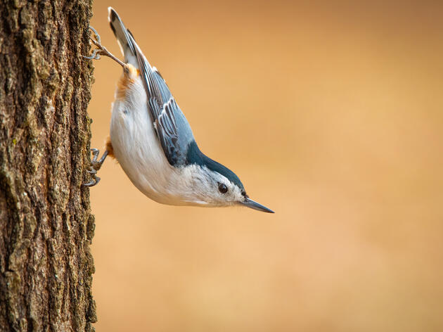 Why Audubon is Launching an Urban Forestry Program in NC  