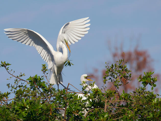 Audubon Statement: NC Bill Would be Setback for Bipartisan Emissions Goals 