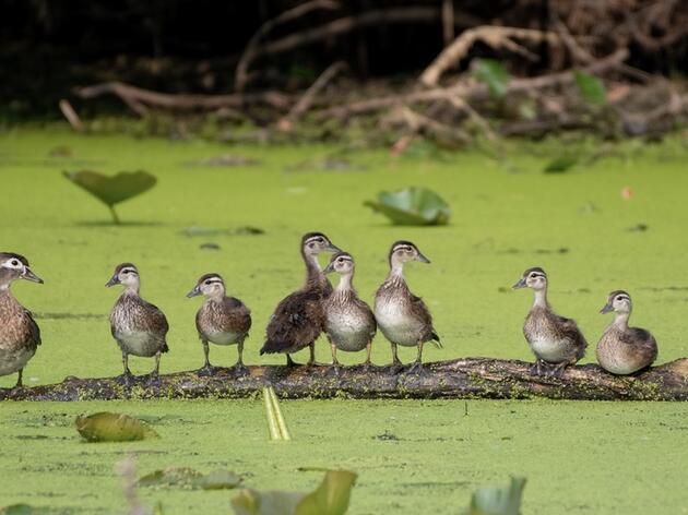 Legislative Recap: Conservation Tool Revived