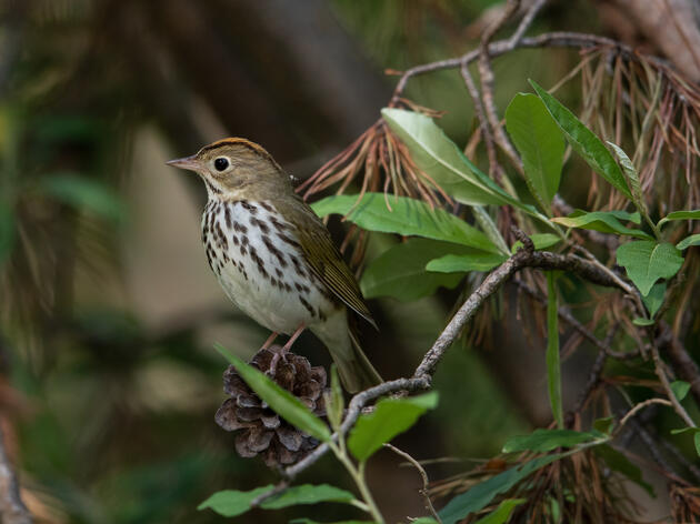 Turn off Lights at Night to Help Spring Migrants 