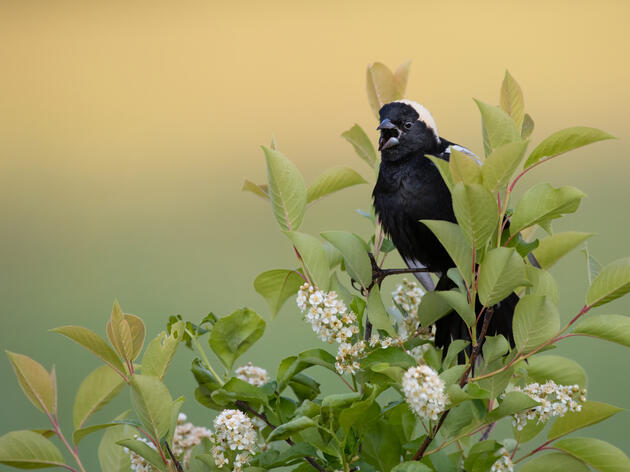Audubon Applauds New NC Wildlife Action Plan 