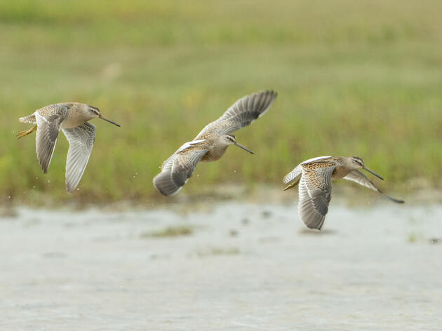 Audubon, Chapters Join Global Wildlife Tracking Network to Help Birds 