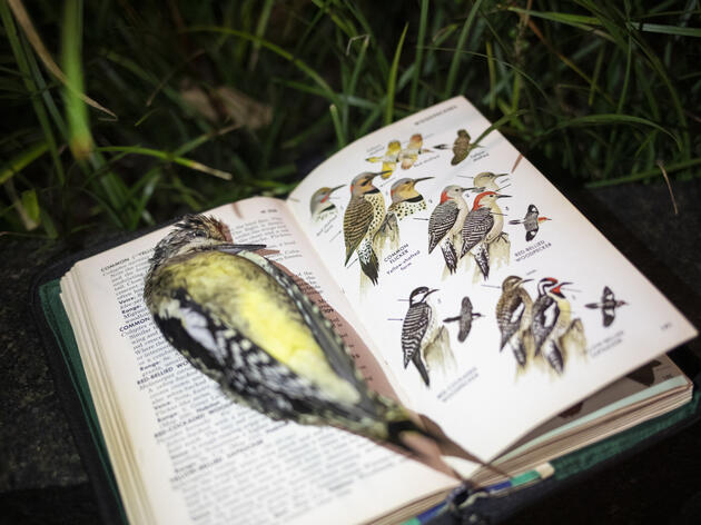 Save Birds, Go Lights Out NC
