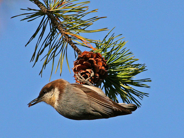 Make A Little Room for the Brown-headed Nuthatch