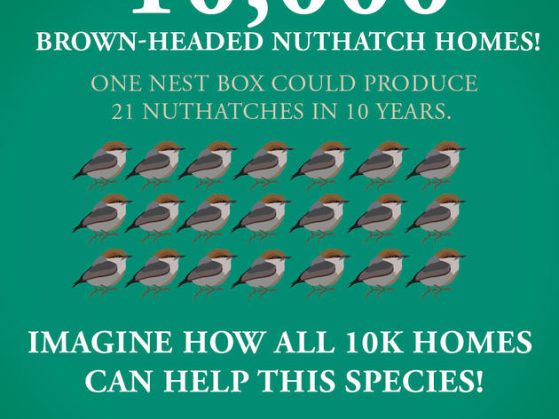Small Actions = Big Impact for Nuthatches