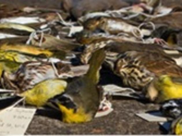 Lights Out Winston-Salem is saving birds