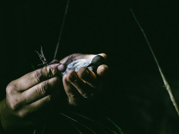 The Secretive Eastern Black Rail Officially Gets Classified as ‘Threatened’