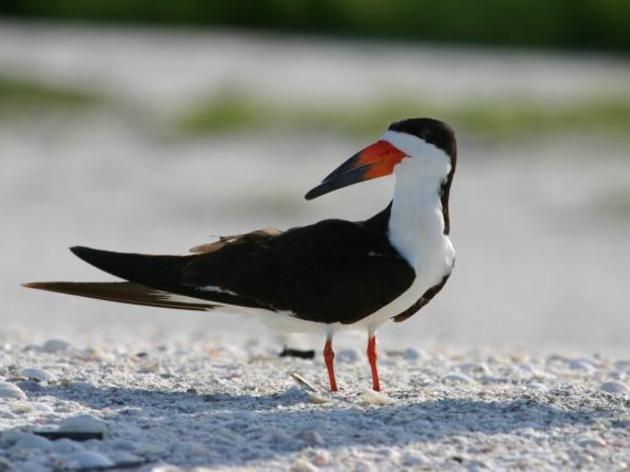 Black Skimmer