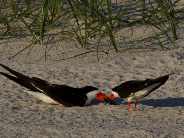 Nesting Update: The South End of Wrightsville Beach, April - May