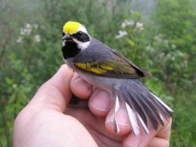 Regional Land Management Outreach Initiative to Protect More Golden-Winged Warbler Habitats