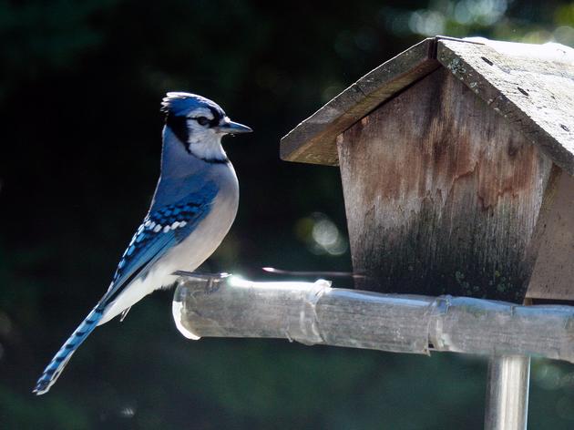 Bird Feeding Basics