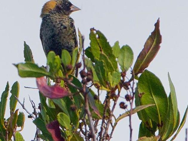 Bobolink
