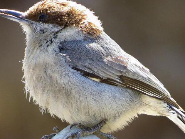 North Carolina’s Bird Species Threatened by Global Warming ‘Gut Punch’ New Audubon Study Reveals