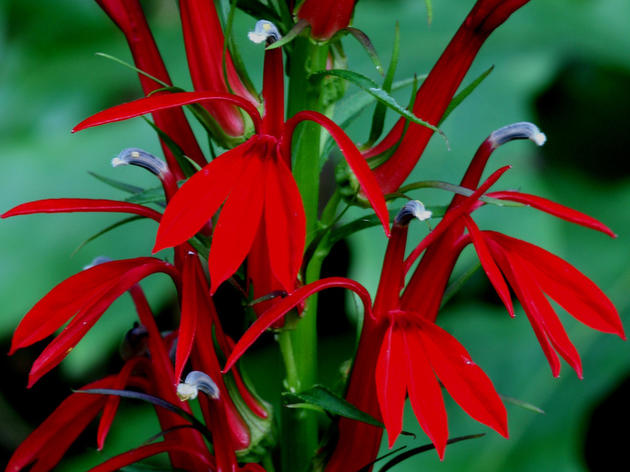 Cardinal Flower: A Hummingbird Magnet