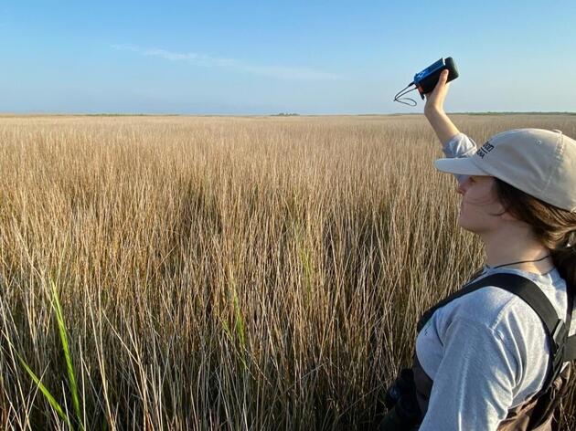 Revealing the Hidden Life of Secretive Marsh Birds