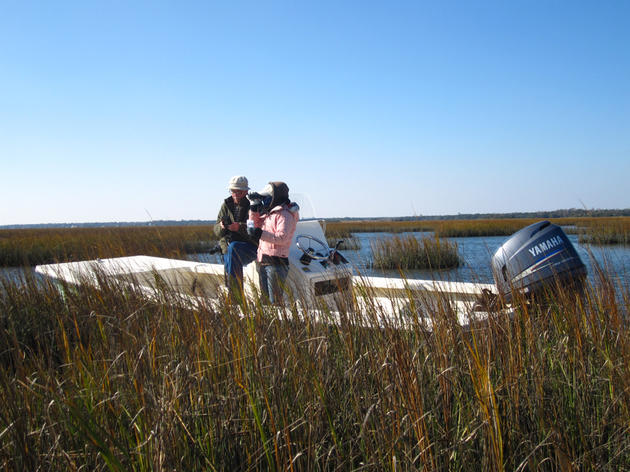 Notes from the second Holly Shelter-Lea Island Christmas Bird Count