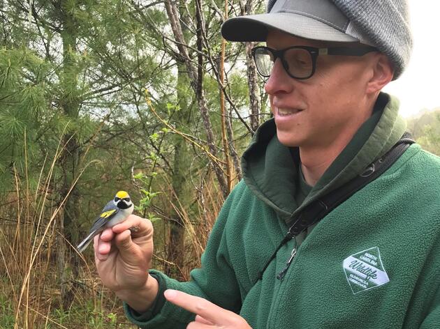 Tagged Golden-winged Warblers Return After Cross-Continent Journey