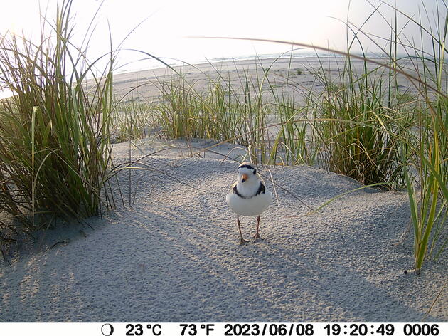 Trail Cam Reveals Harsh Realities of Life as a Piping Plover 