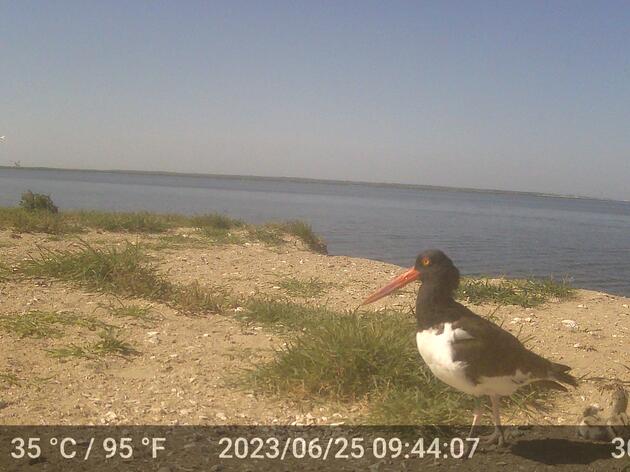 Trail Cameras Show Perils Facing Oystercatcher Families on the Cape Fear River