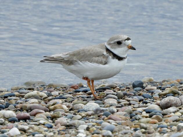 Endangered Celebrity Shorebird Arrives in NC for the Winter 