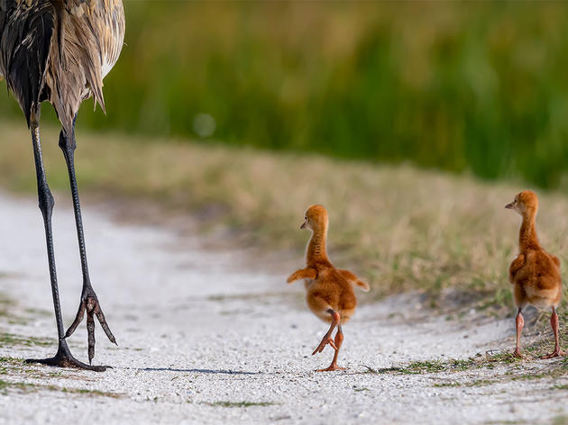 15 Awww-Inspiring Photos of Baby Birds 