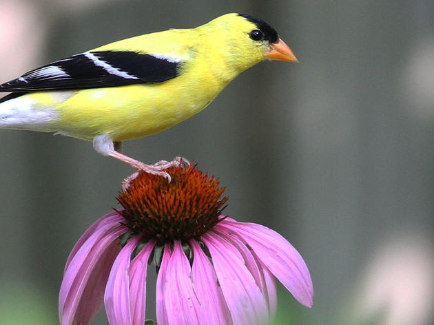 Bird-Friendly Native Plants of the Year Program