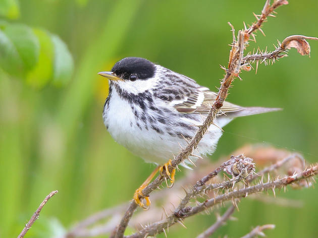How Scientists Learned About The Blackpoll Warbler's Epic Migration 