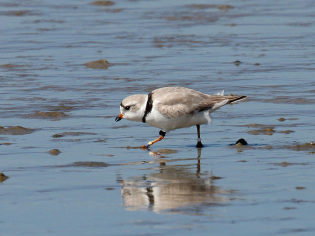 Bahamas-banded Piping Plover returns to Lea-Hutaff Island