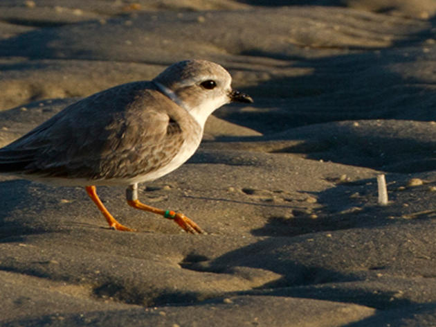 2016 Piping Plovers Year in Review