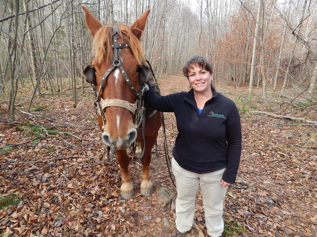 Horse logging in Appalachia